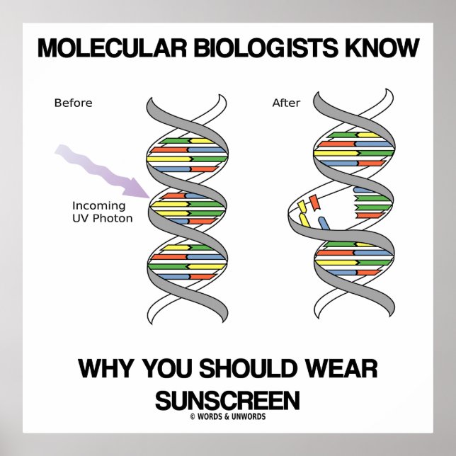 Molekularbiologen wissen, warum man Sonnenschutzmi Poster (Vorne)