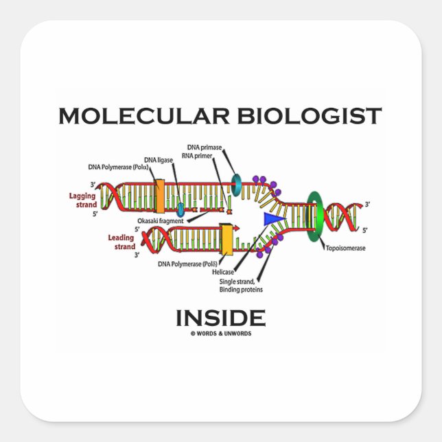 Molekularbiologin Inside (DNA-Replikation) Quadratischer Aufkleber (Vorderseite)