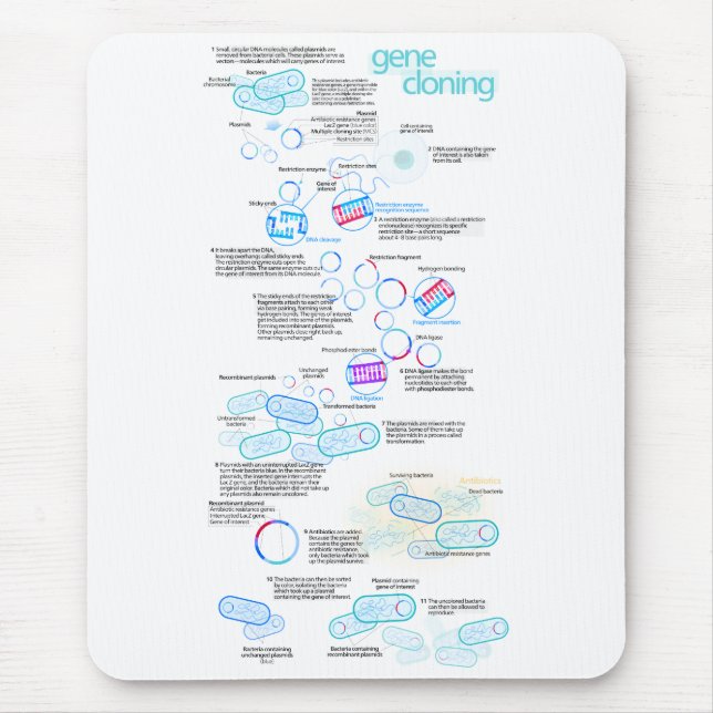 Molekulares Klonen unter Verwendung der Bakterien Mousepad (Vorne)