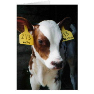 Molkereikalb-Kalb-Baby schüchtert