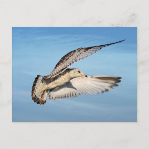 Möller im Flug Postkarte
