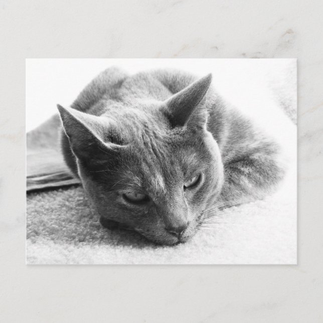 Mollie Postkarte (Vorderseite)