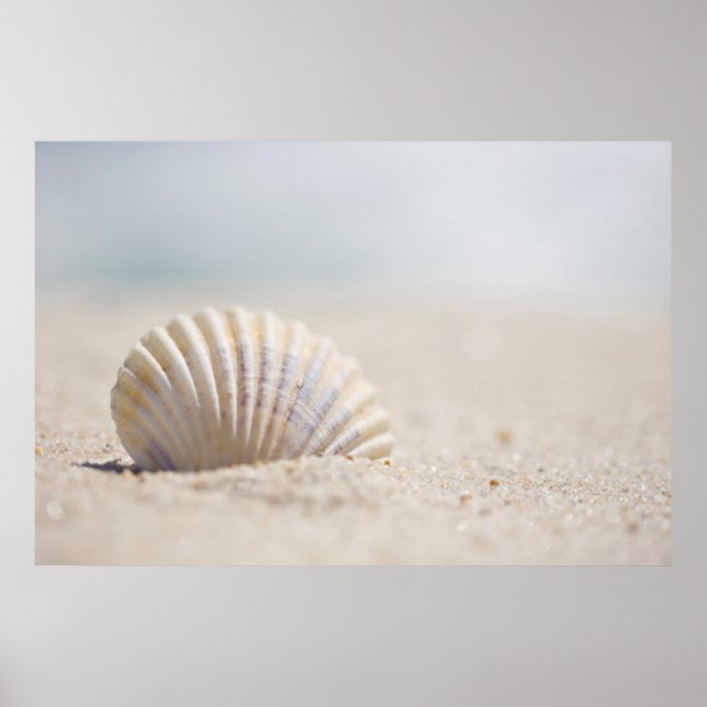 Mollusk Seashell Poster (Vorne)