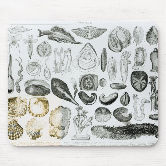 Mollusken Mousepad (Vorne)
