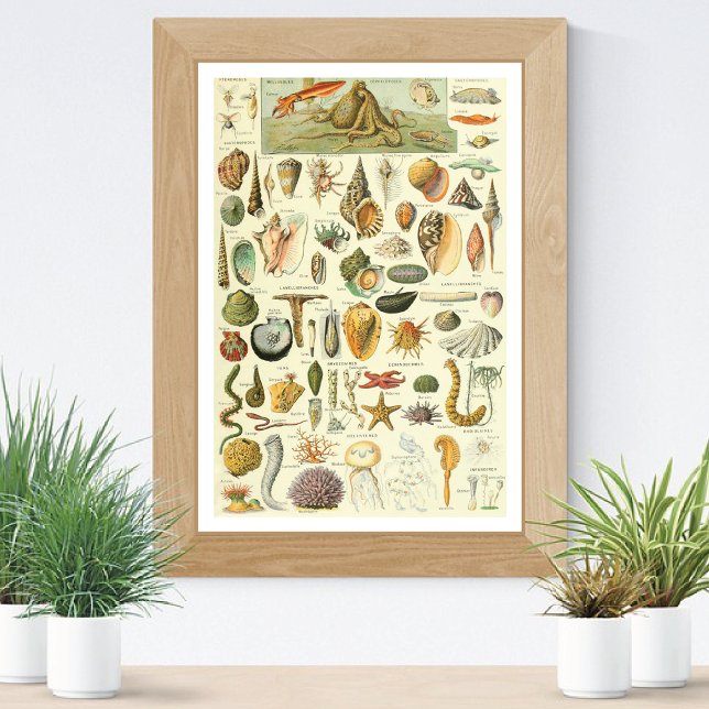 Mollusks Adolphe Millot Illustration Poster (Von Creator hochgeladen)