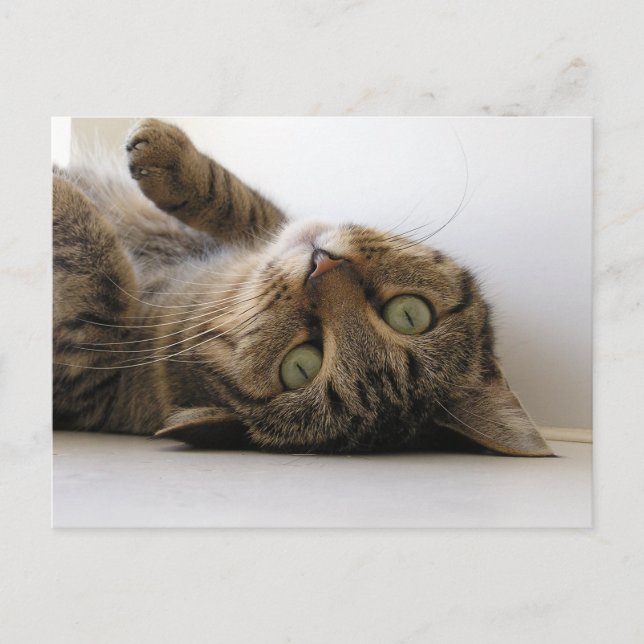 Molly Ankündigungspostkarte (Vorderseite)