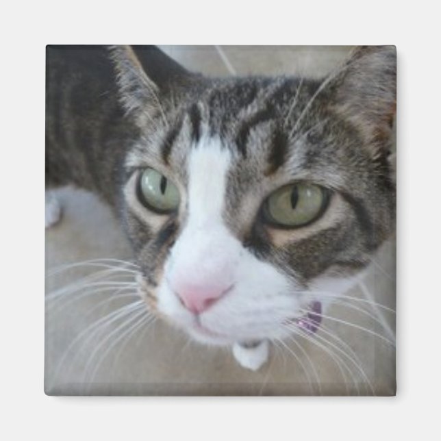 Molly sieht dir das Kitty Square Magnet zu (Vorne)