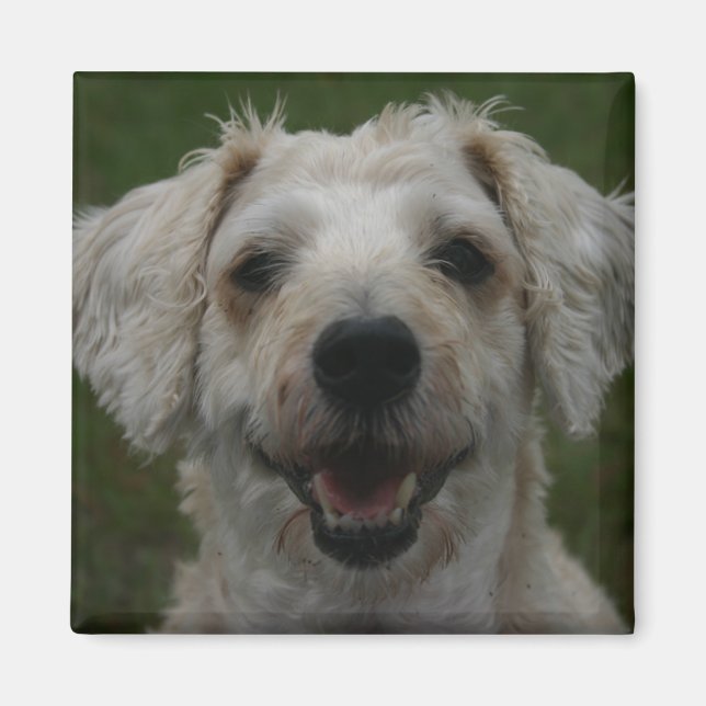 Mollywog the Dog Magnet (Vorne)