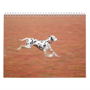 molo 2010 kalender