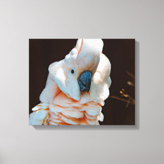 Moluccan Cockatoo-Leinwand Leinwanddruck