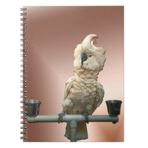 Moluccan Cockatoo-Notizbuch Notizblock