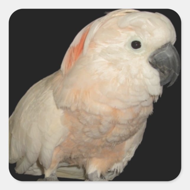 Moluccan Cockatoo Parrot Design Quadratischer Aufkleber (Vorderseite)