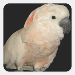 Moluccan Cockatoo Parrot Design Quadratischer Aufkleber