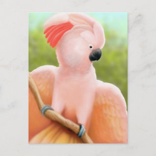 Moluccan Cockatoo Postcard Postkarte
