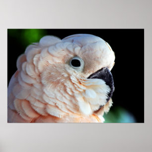 Moluccan Cockatoo Poster