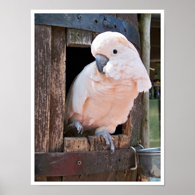 Moluccan Cockatoo Poster (Vorne)