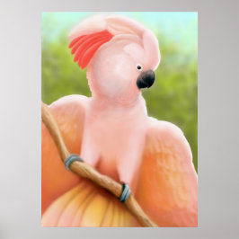 Moluccan Cockatoo Poster