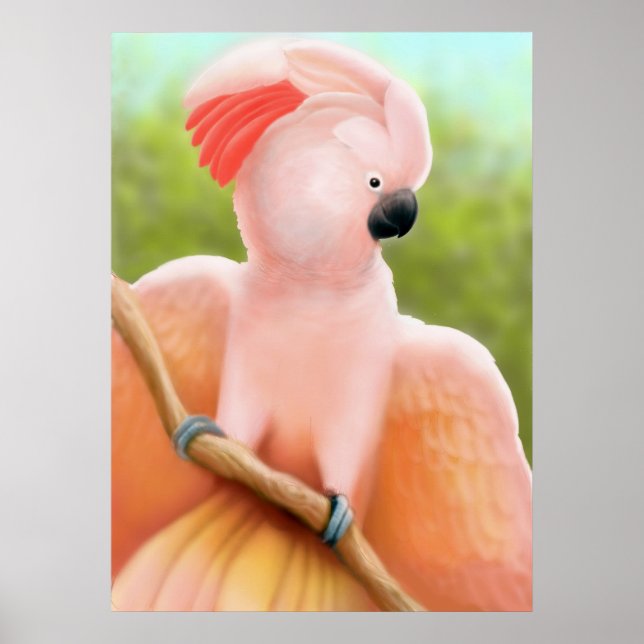 Moluccan Cockatoo Poster (Vorne)