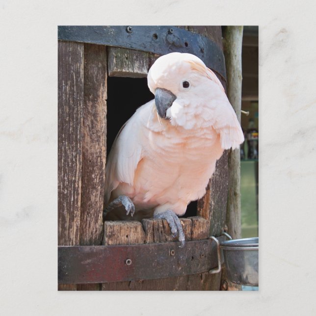 Moluccan Cockatoo Postkarte (Vorderseite)