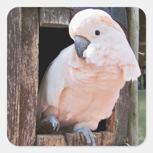 Moluccan Cockatoo Quadratischer Aufkleber (Vorderseite)