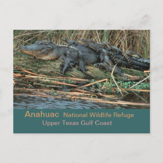 Moma 'Gator Postkarte