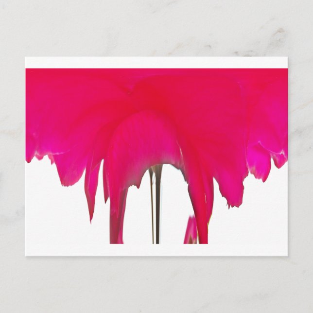 Moment erobert: Eine Rote Rose Petal Elegance Postkarte (Vorderseite)