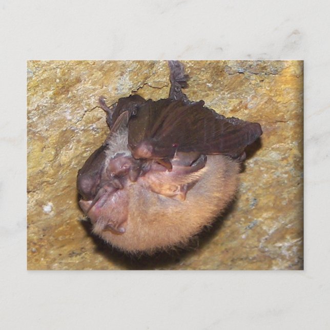 Momma Bat & Babies Postkarte (Vorderseite)