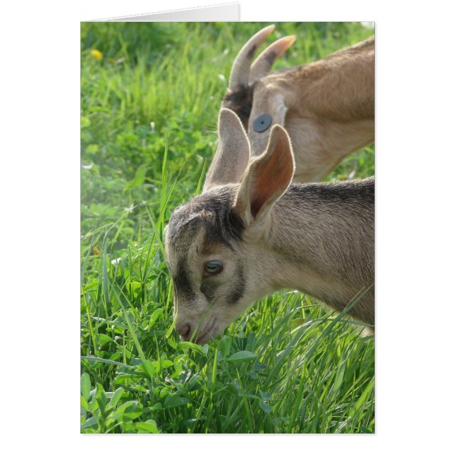 Momma kopieren (Vorne)