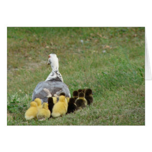 Momma Muscovy mit Ducklings