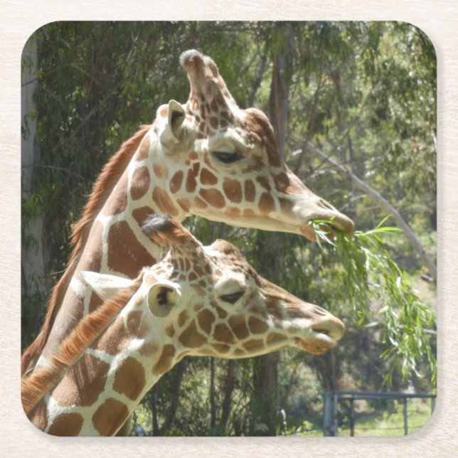Momma und Baby Giraffe Untersetzer (Vorderseite)