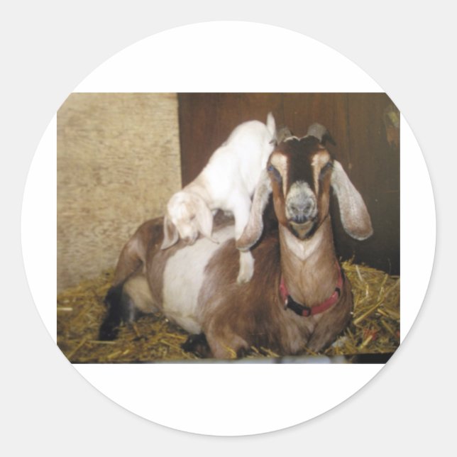 Momma und Baby Goat Runder Aufkleber (Vorderseite)