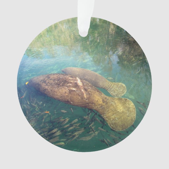 Momma und Baby Manatee - Acrylschmuck Ornament (Vorderseite)