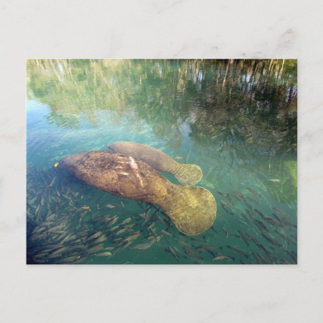 Momma und Baby Manatee Postkarte (Vorderseite)