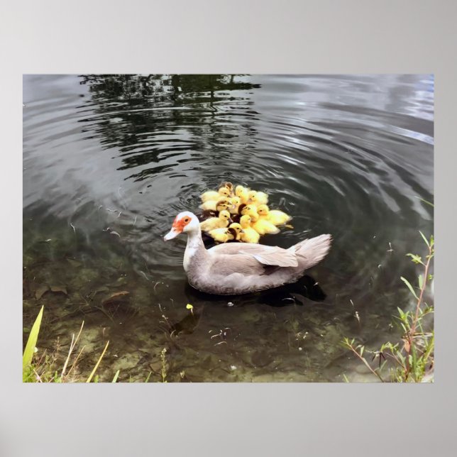 Mommy Duck Ducklings Naturofotografie Poster (Vorne)