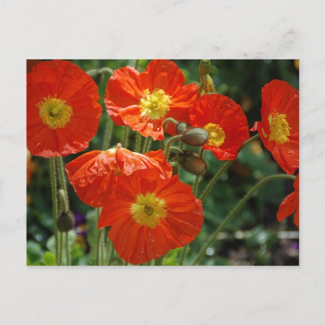 Mon Ame Postcard Postkarte (Vorderseite)