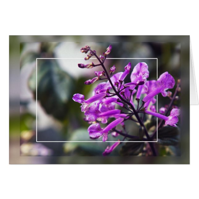 Mona Lavender Blossom (Vorderseite (Horizontal))