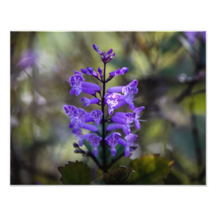 Mona Lavender Fotodruck