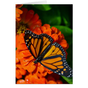 Monarch