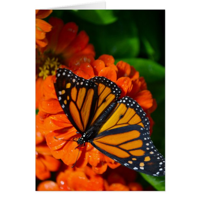 Monarch (Vorne)