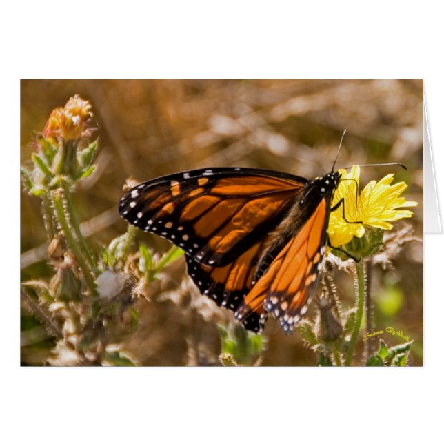 Monarch (Vorderseite (Horizontal))