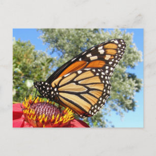 Monarch 38 ~ Postkarte
