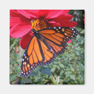 Monarch 4 ~ Magnet