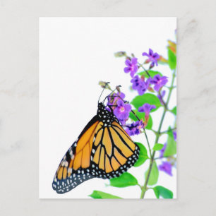 Monarch auf Blossom Postkarte