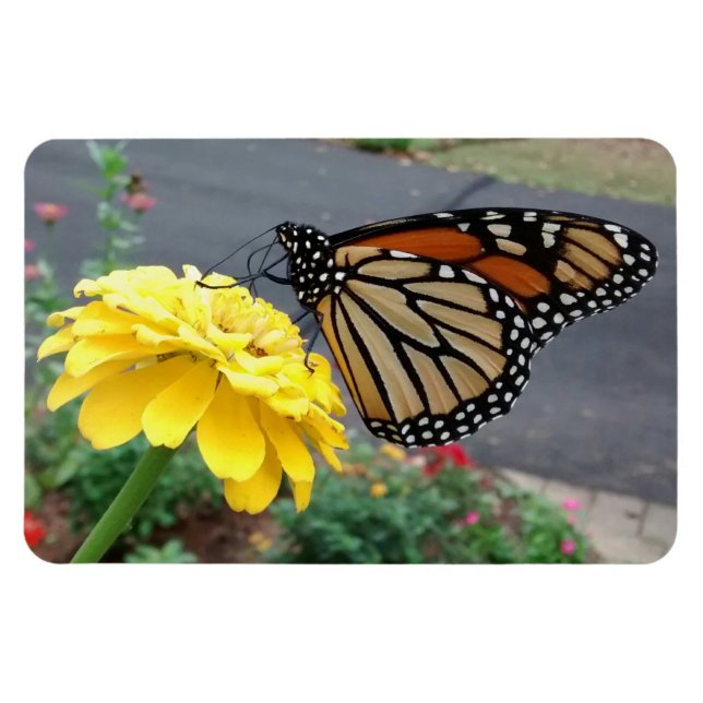 Monarch auf dem Gelben Zinnia-Foto Magnet (Horizontal)