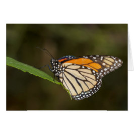 Monarch auf einem Blatt