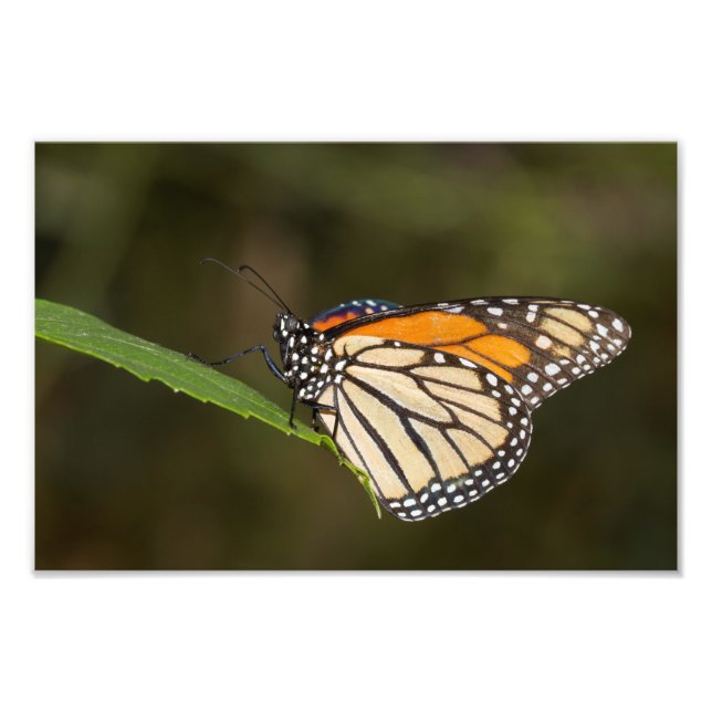 Monarch auf einem Blatt Fotodruck (Vorne)