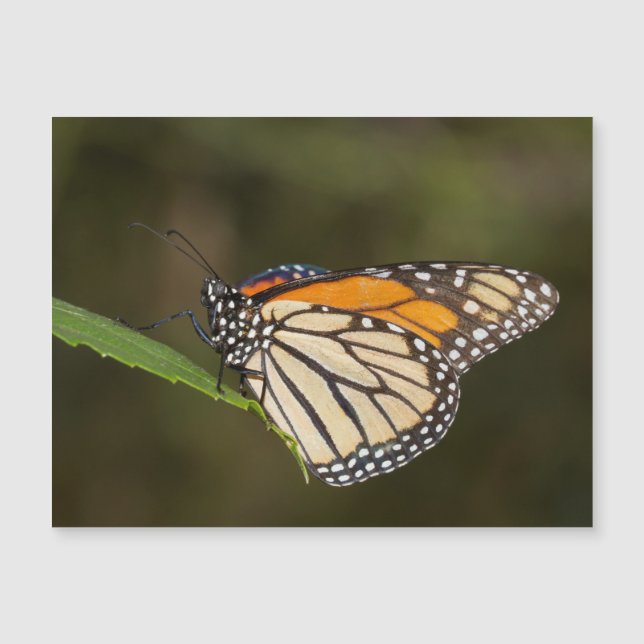 Monarch auf einem Blatt Magnetkarte (Vorderseite)