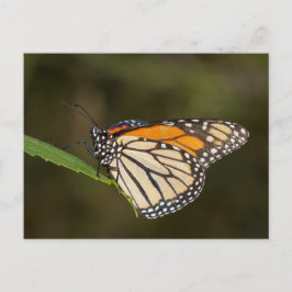 Monarch auf einem Blatt Postkarte
