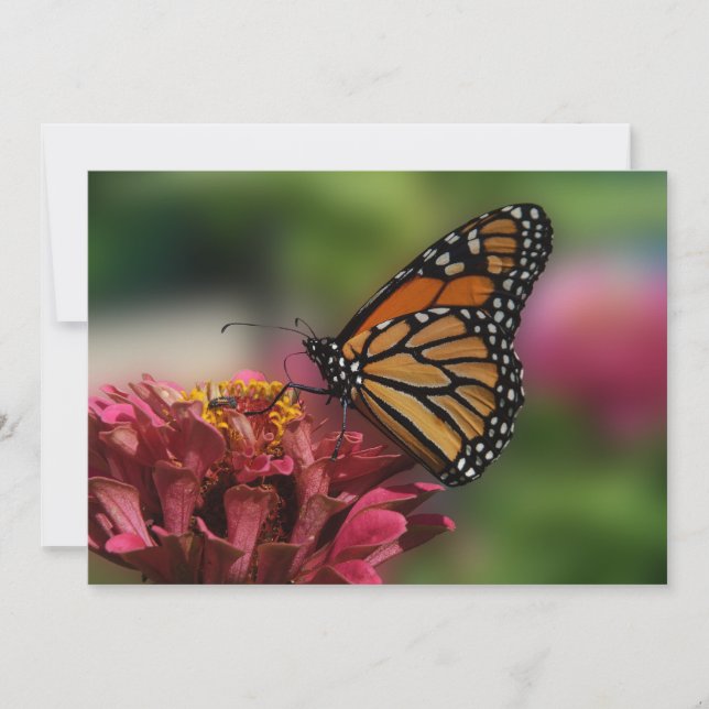Monarch auf einem Zinnia - Flachgrusskarte Karte (Vorderseite)