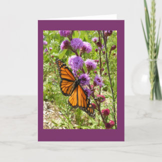Monarch auf Grasland Gayfeather leerer Karte